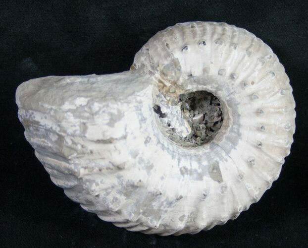 Liparoceras Ammonite - Very D #9716